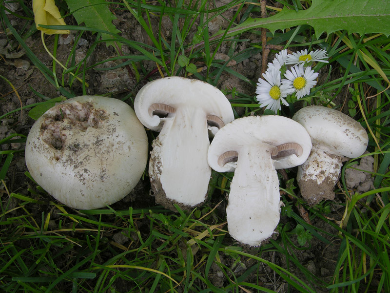 Agaricus campestris da confermare.